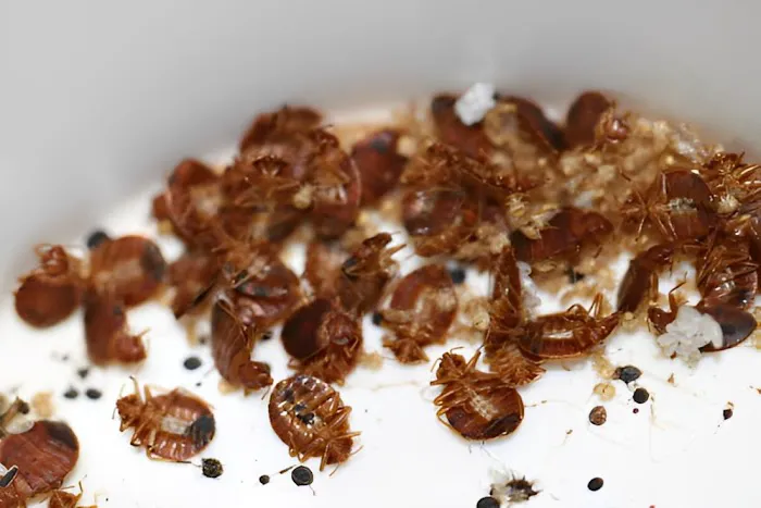 Harpoon Pest Solutions Picture 4