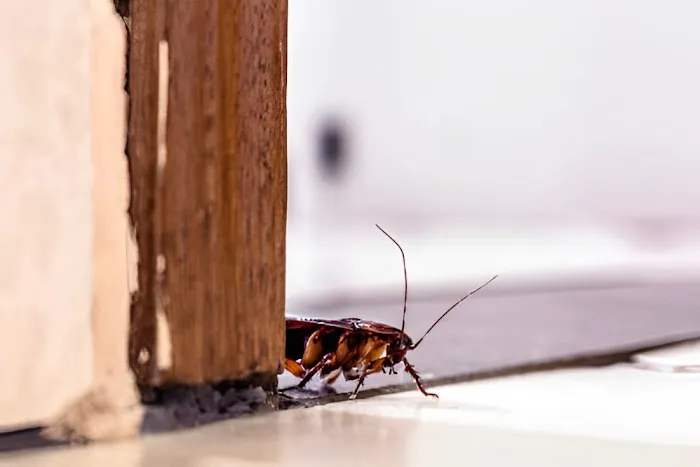 Harpoon Pest Solutions Picture 1