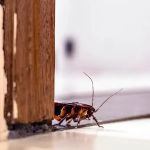 Harpoon Pest Solutions