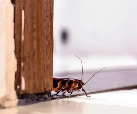Harpoon Pest Solutions