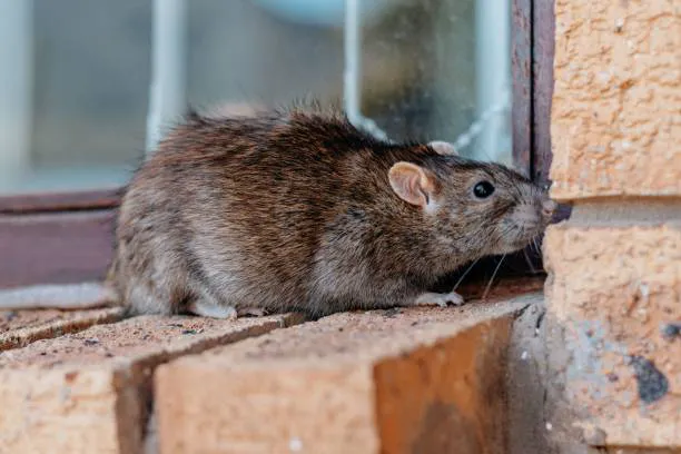Harpoon Pest Solutions Picture 9