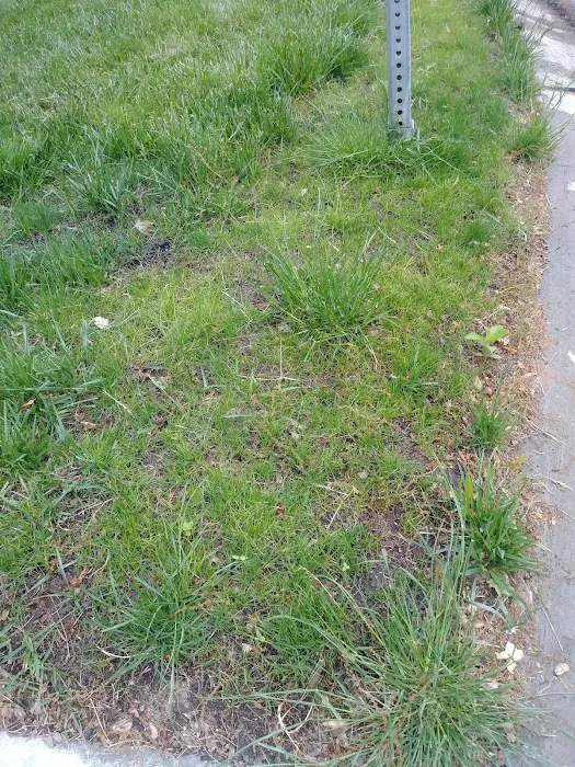 Go Green Lawn and Pest Control Picture 4
