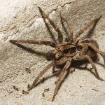 Western Pest Services