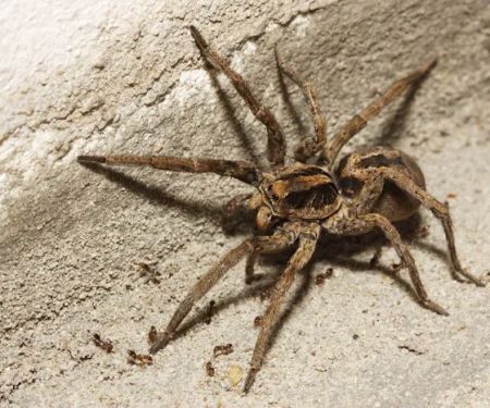 Western Pest Services