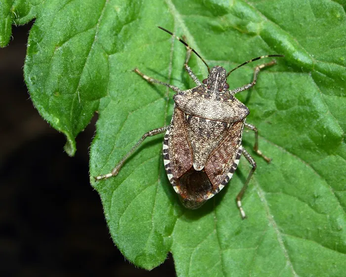 Western Pest Services Picture 9