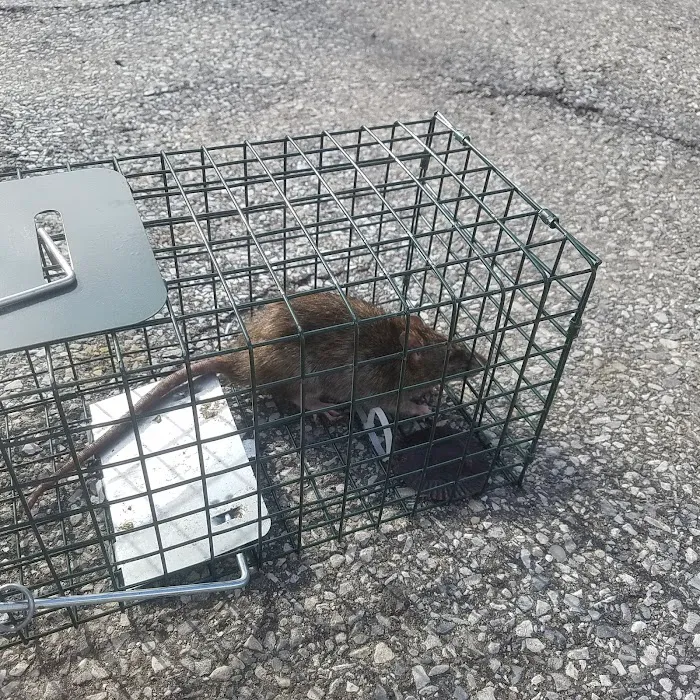 Tactical Pest Control LLC Picture 10