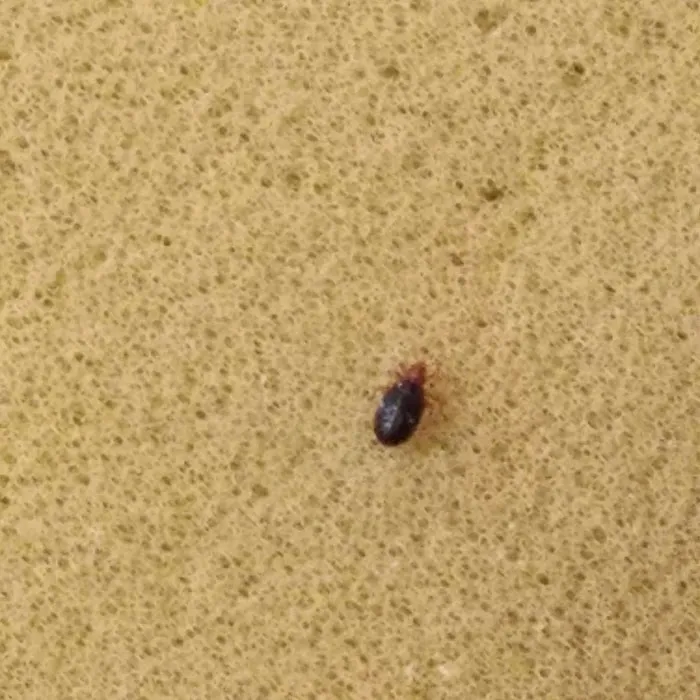 Tactical Pest Control LLC Picture 3
