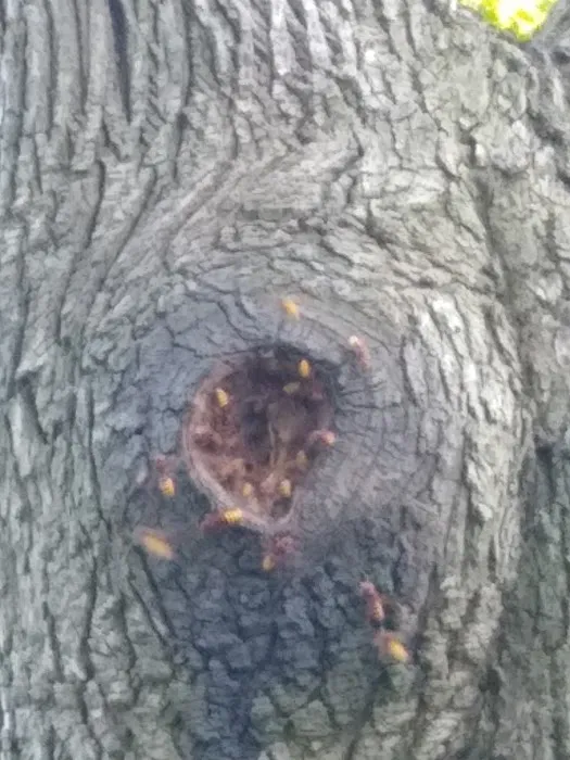Tactical Pest Control LLC Picture 4