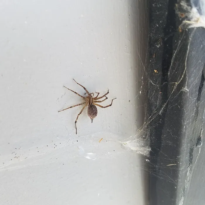 Tactical Pest Control LLC Picture 9