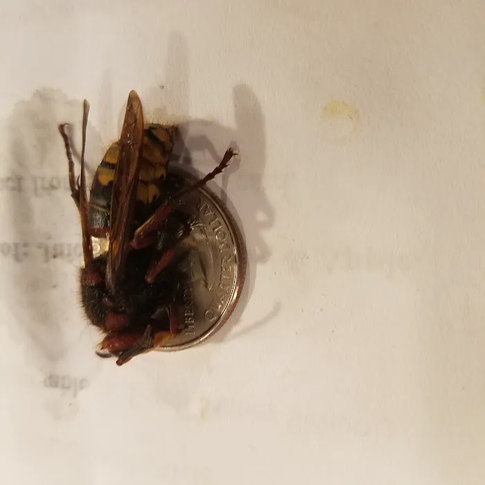 Tactical Pest Control LLC Picture 8