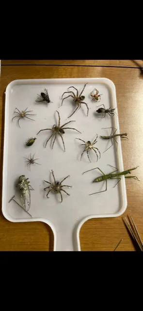 Brown's Integrated Pest Management LLC Picture 2