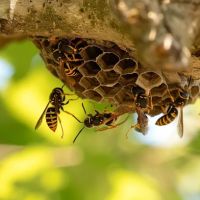 Muntz Pest Control LLC ico
