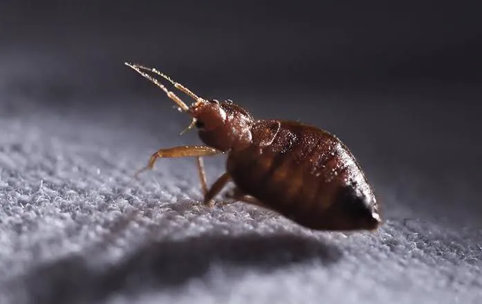 EnviroPest | Finger Lakes Pest Control Picture 3