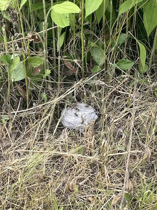 All Pest of Syracuse Picture 4