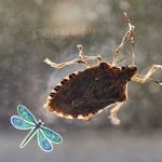 All Pest of Syracuse