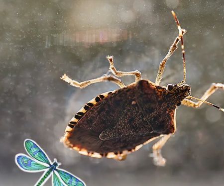 All Pest of Syracuse