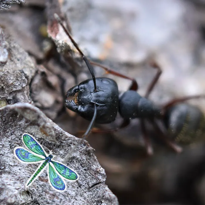 All Pest of Syracuse Picture 3