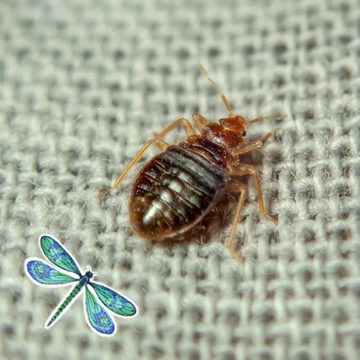 All Pest of Syracuse Picture 5