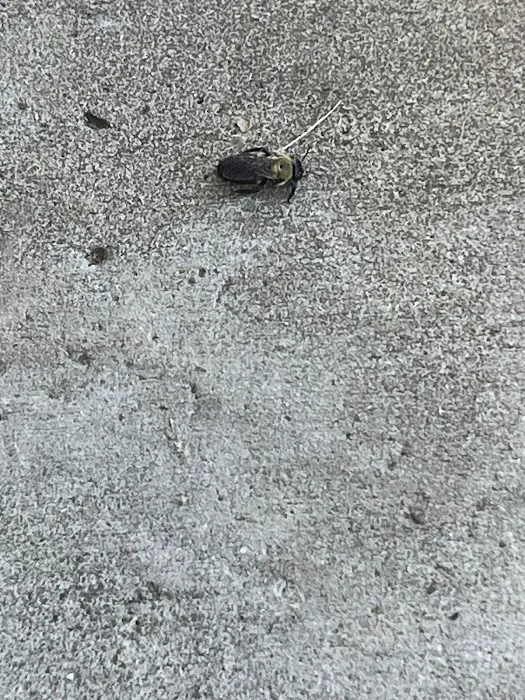 All Pest of Syracuse Picture 6