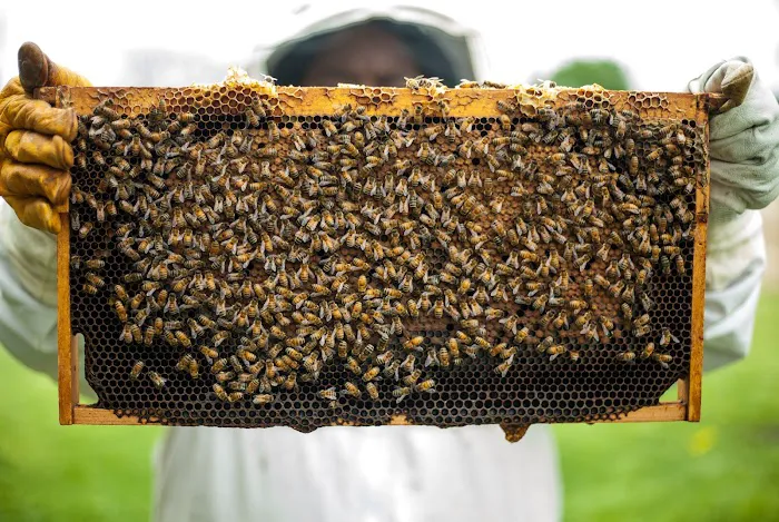 Syracuse Honey LLC Picture 1