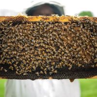 Syracuse Honey LLC ico
