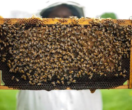 Syracuse Honey LLC