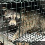 Ciciarelli Wildlife Solutions