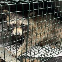 Ciciarelli Wildlife Solutions ico