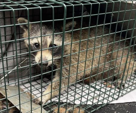 Ciciarelli Wildlife Solutions