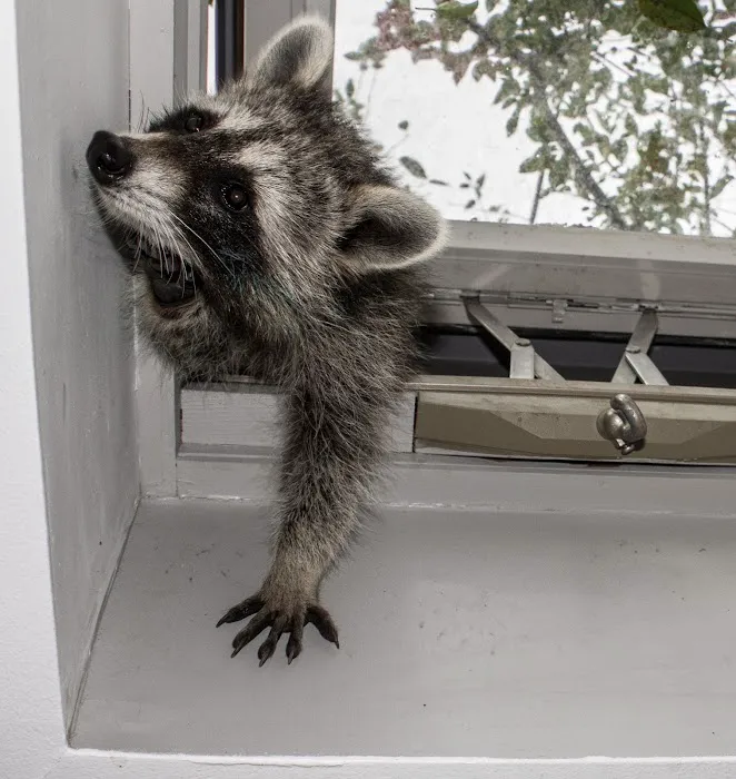 Upstate NY Wildlife Control Picture 1