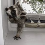 Upstate NY Wildlife Control