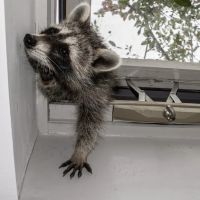 Upstate NY Wildlife Control ico