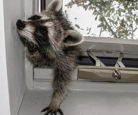 Upstate NY Wildlife Control