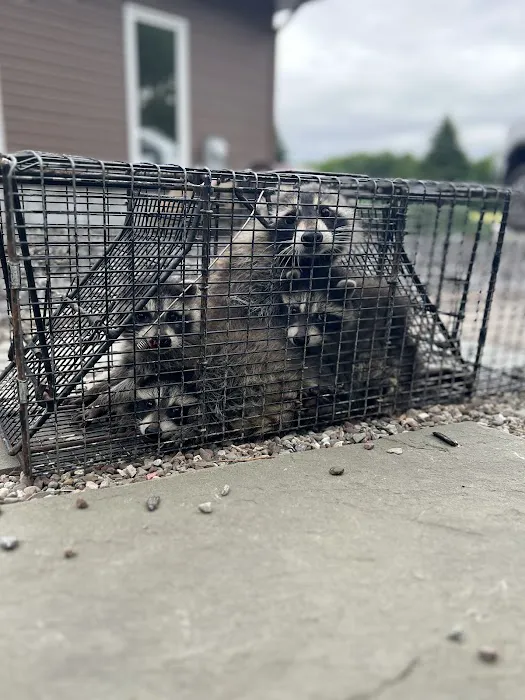 Upstate NY Wildlife Control Picture 5