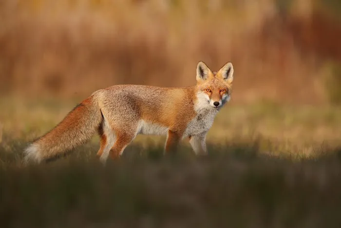 Upstate NY Wildlife Control Picture 4