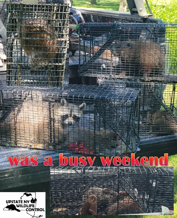Upstate NY Wildlife Control Picture 10