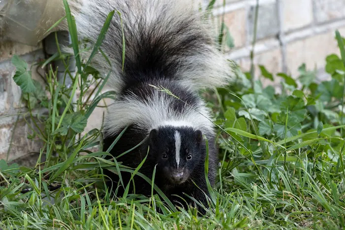 Upstate NY Wildlife Control Picture 6