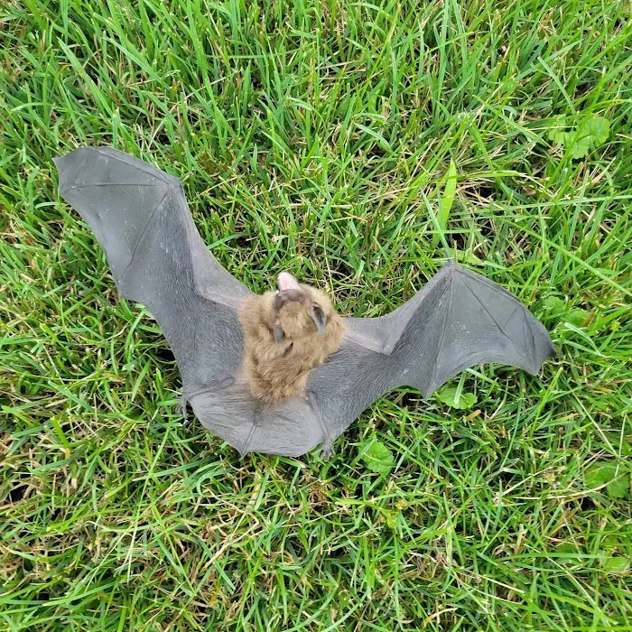 Upstate NY Wildlife Control Picture 2
