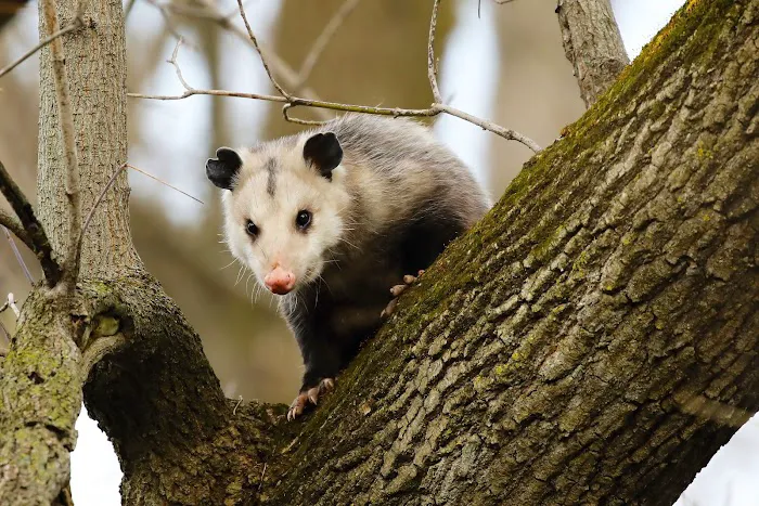 Upstate NY Wildlife Control Picture 7