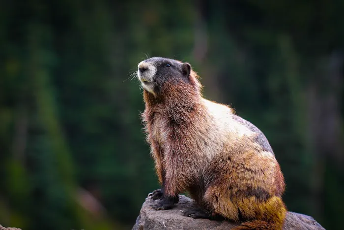 Upstate NY Wildlife Control Picture 9