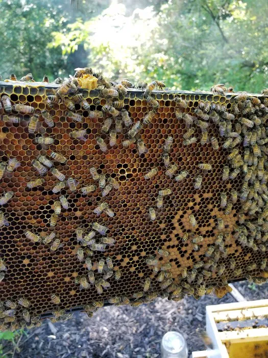 Hillside Hives Bville Picture 5
