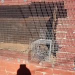Problem Wildlife