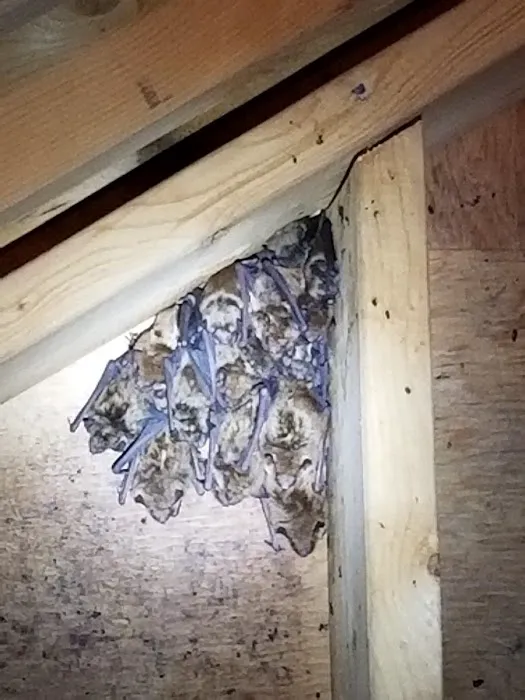 Problem Wildlife Picture 4