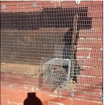 Problem Wildlife Picture 10