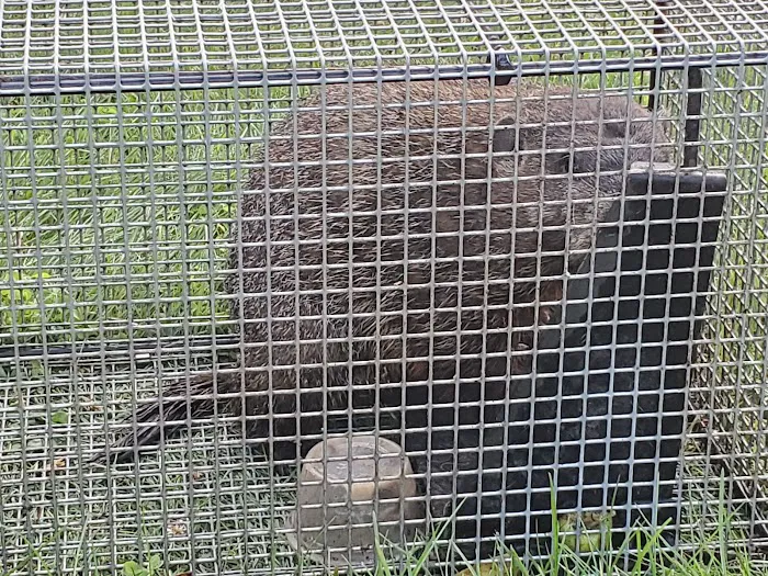 Liberty Wildlife Removal Inc. Picture 4