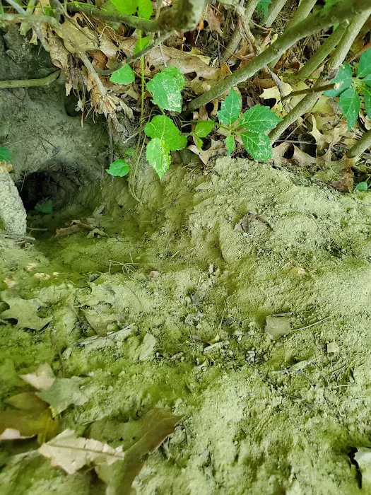 Liberty Wildlife Removal Inc. Picture 7