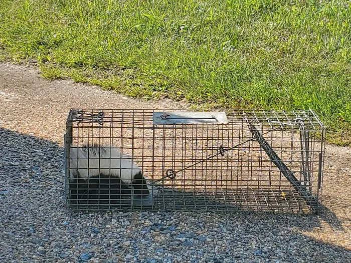 Liberty Wildlife Removal Inc. Picture 3