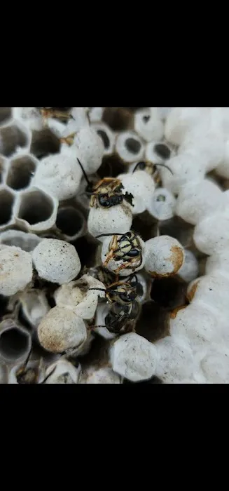Cole's Pest Control Picture 2