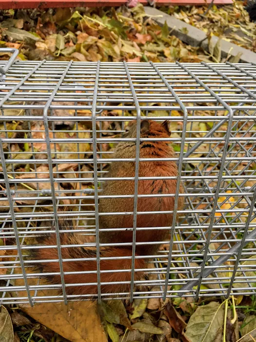 Tri-State Wildlife Exclusion Picture 6
