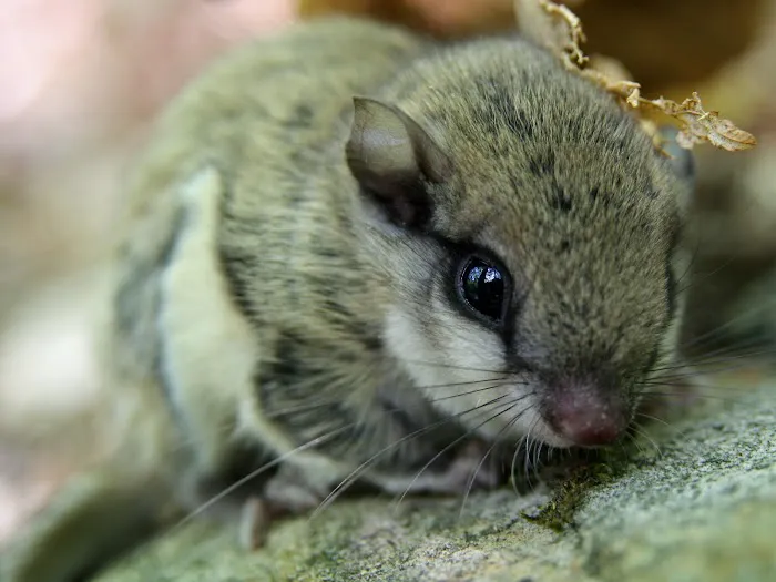 Meerkat Pest Control Picture 2